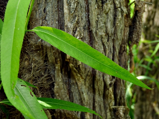{Salix nigra}